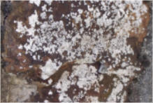 mousses,lichens : Mur-Assechement