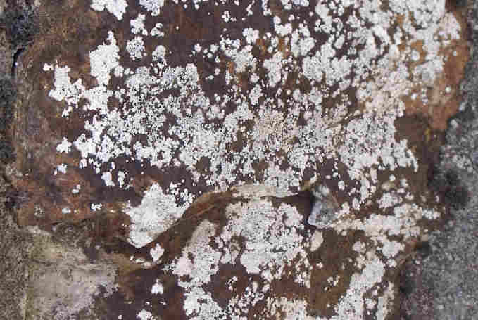 lichen et mousses : Mur-Assechement